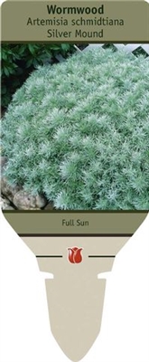 Wormwood Artemisia schmidtiana 'Silver Mound'