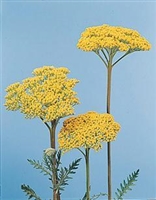 Achillea filipendulina Parkers 'Cloth of Gold' Yarrow