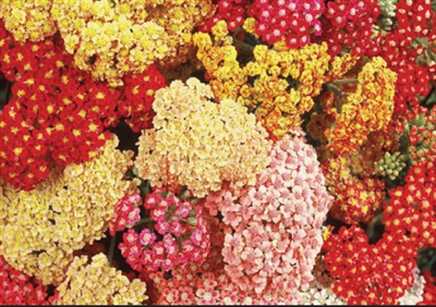 Yarrow Achillea Summer Berries