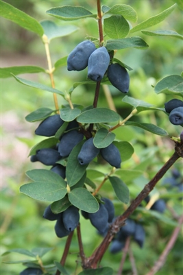 Yezberry Honey Bunch Japanese haskap Lonicera caerulea