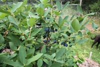 Yezberry Sugar Pie Japanese haskap Lonicera caerulea