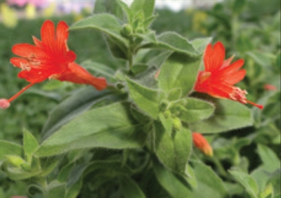 Zauschneria Garrettii Orange Carpet