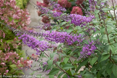 Butterfly Bush Buddleia Inspired Violet&reg;