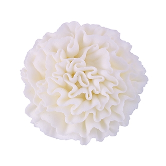 Carnation - White