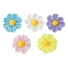 Flat Daisy Assortment - Medium