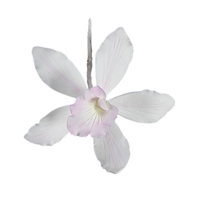 Medium Australian Cymbidium Orchid
