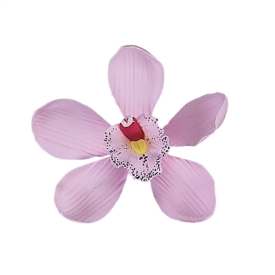 Medium Pink Australian Cymbidium Orchid
