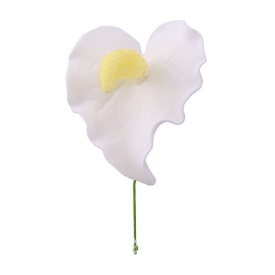 White Anthurium