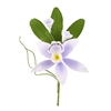 Cymbidium Orchid Spray - Lavender