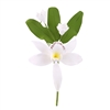 Cymbidium Orchid Spray - White