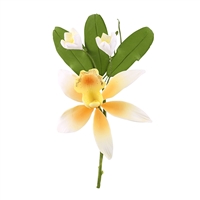 Cymbidium Orchid Spray - Yellow