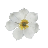 Gum Paste Medium Magnolia - White With Yellow And Green Center