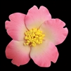 Medium Gum Paste Camellia Blossom - Pink With Yellow Stamens