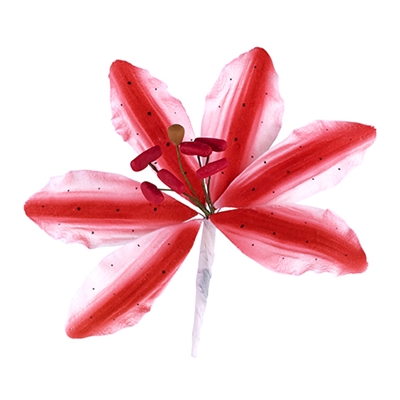 Large Gum Paste Rubrum Lily - Hot Pink
