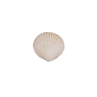 Medium Gum Paste Sea Shells