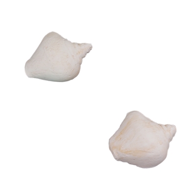 Gum Paste Conch Shell - Brown Tint