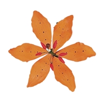 Gum Paste Tiger Lily - Orange