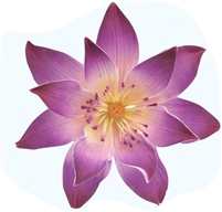 Gum Paste Tranquil Water Lily - Purple