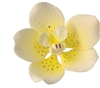 Gum Paste Vanda Orchid - Yellow