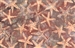Batik fabric with a starfish print in pinks and oranges