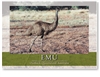 EMU - Standard Postcard  AOB-019