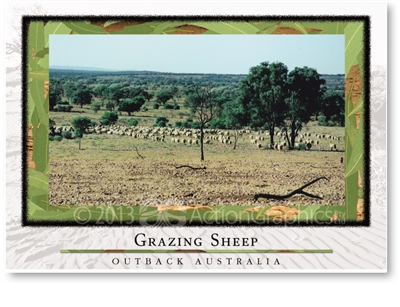 Grazing Sheep - Standard Postcard  AOB-041