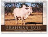 Brahman Bull Outback Queensland - Standard Postcard  AOB-045