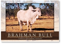 Brahman Bull Outback Queensland - Standard Postcard  AOB-045