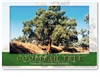 Coolibah Tree - Standard Postcard  AOB-051