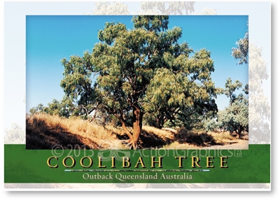 Coolibah Tree - Standard Postcard  AOB-051