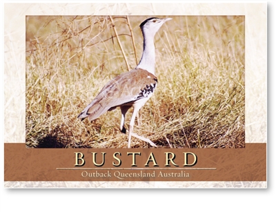 Bustard - Standard Postcard  AOB-053