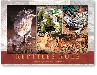 Reptiles Rule - Large Postcard  AOBL-003