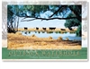 Outback Waterhole - Large Postcard  AOBL-014