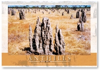 Anthills - Large Postcard  AOBL-043
