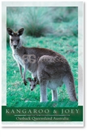 Kangaroo & Joey - Small Magnets  AOBM-001