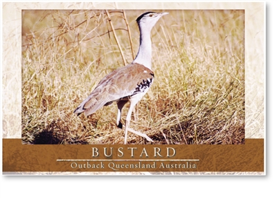 Bustard - Small Magnets  AOBM-053