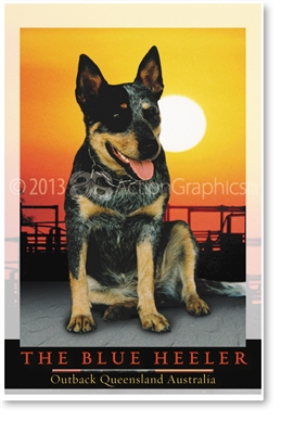 The Blue Heeler - Small Magnets  AOBM-150