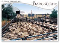 Barcaldine Outback Queensland - DISCOUNTED Standard Postcard  BAR-222