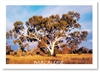 Barcaldine Outback Queensland - DISCOUNTED Standard Postcard  BAR-224