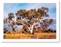 Barcaldine Outback Queensland - DISCOUNTED Standard Postcard  BAR-224