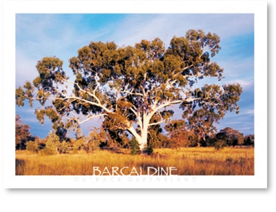 Barcaldine Outback Queensland - DISCOUNTED Standard Postcard  BAR-224