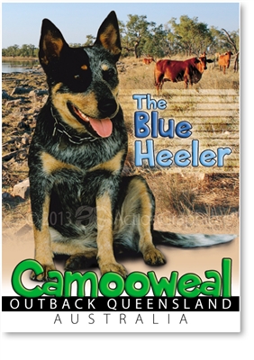 The Blue Heeler - Small Magnets  CAMM-003