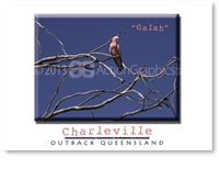 Galah - DISCOUNTED Standard Postcard  CHA-443