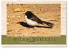 Willy Wagtail - Standard Postcard  CLO-007