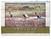 Brolgas - Standard Postcard  CLO-008