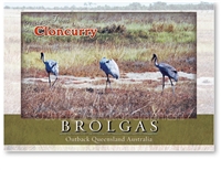 Brolgas - Standard Postcard  CLO-008