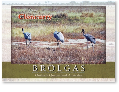 Brolgas - Standard Postcard  CLO-008