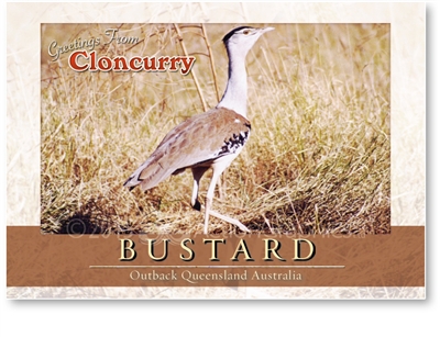 Bustard - Standard Postcard  CLO-012
