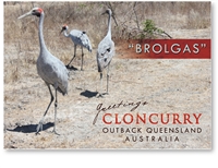 Brolgas - Standard Postcard  CLO-016