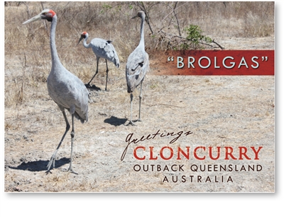 Brolgas - Standard Postcard  CLO-016